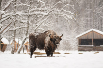 Mature male European bison feeding in deep snow in Orlovskoye Po