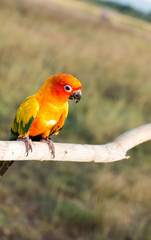 Parrot on a perch on wooden