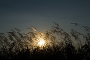 Grass flowers during sunset with low light against the sun