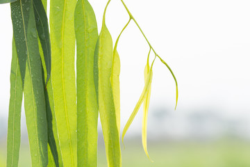 Eucalyptus leaves