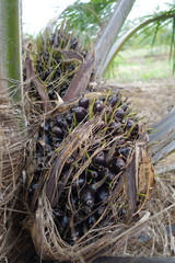 Oil palm tree with its raw fruits
