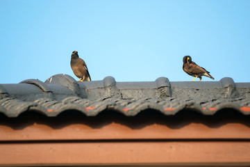 Acridotheres perched on the roof.