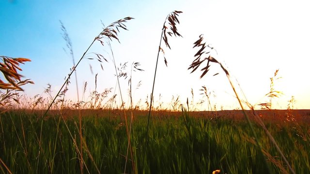 Grashalme im Wind