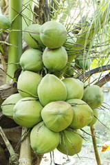 Fresh coconuts on the coconut tree