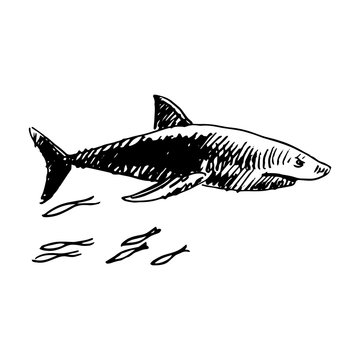 Shark. Vector sketch