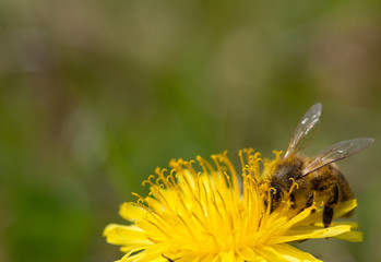 ape raccoglie polline su tarassaco