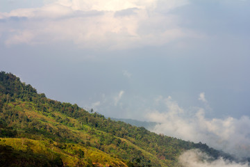 Fototapeta premium Misty mountain forest.