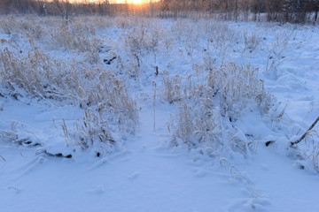 The grass in the light of the setting sun in the winter on the coastal line of the River Forest
