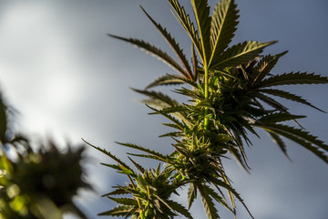 Medicinal Marijuana Plant Closeup