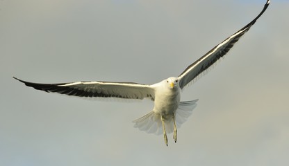 Flying kelp gull (Larus dominicanus), also known as the Dominican gull and Black Backed Kelp Gull. False Bay, South Africa
