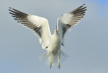 Flying kelp gull (Larus dominicanus), also known as the Dominican gull and Black Backed Kelp Gull. False Bay, South Africa
