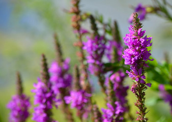 Obraz premium Purple Loosestrife Wild Flower Spikes