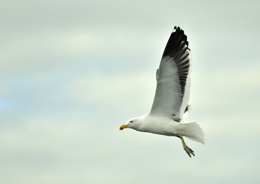 Flying kelp gull (Larus dominicanus), also known as the Dominican gull and Black Backed Kelp Gull. False Bay, South Africa
