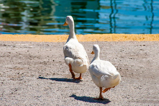 Two Ducks In A Row Walking To The Lake