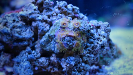 Zoanthus Colony Polyp, colorful corals 
