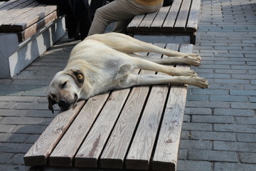Obraz na płótnie Canvas Tired crossbreed dog on bench in Istanbul, Turkey