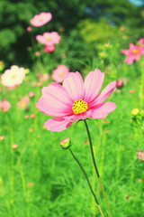 The pink cosmos with green nature background

