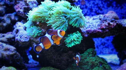 Naklejka na ściany i meble Ocellaris Clownfish (Amphiprion ocellaris) 