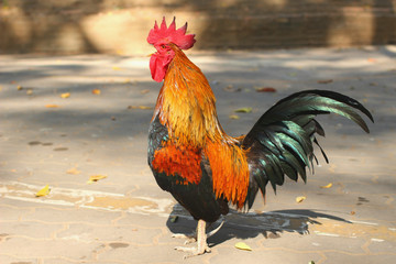 The bantam cock / rooster crowing in the outdoor area