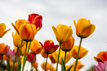 Fototapeta premium Tulip flowers in the countryside