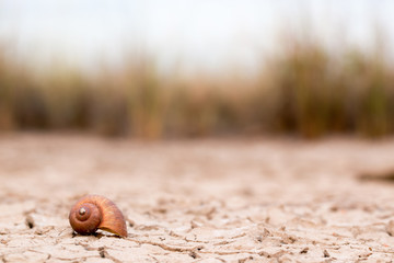 Shell Golden apple snail