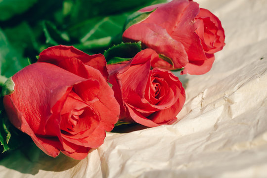 Red roses close up on old Blurred background paper