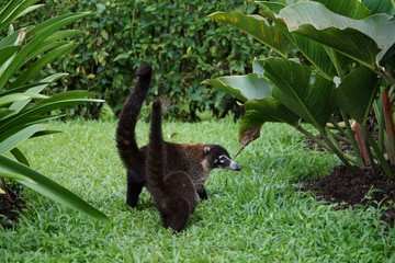 Adult and young coati together.