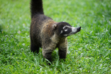 Adult coati portrait close up.