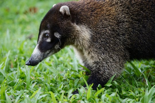 Adult coati profile close up.