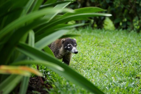 Adult coati portrait in natural environment.