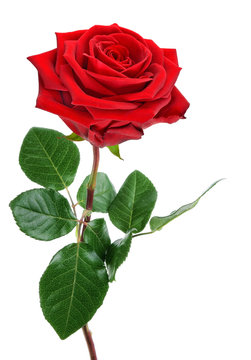 Perfekte, aufgeblühte rote Rose