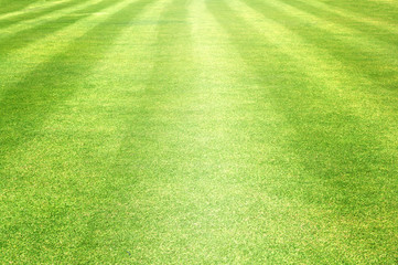 Golf Courses green lawn