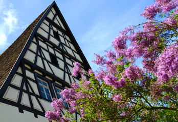 Detail Fachwerkhaus mit Fliederbusch