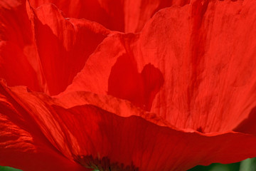 close up of red poppy flower