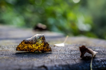 Autumn leaf on a tree stump