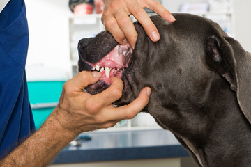Zahnkontrolle beim Hund