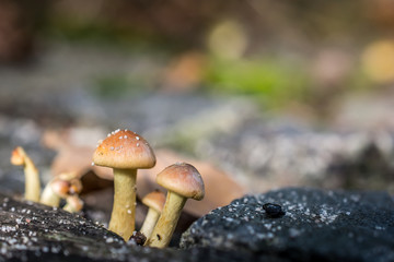 Closeup of small mushrooms growing on stones  