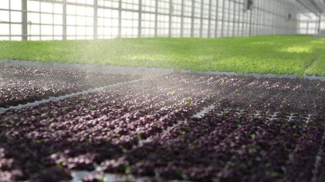 Inside the greenhouse with seedlings