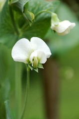 Obraz premium White flower of a green pea on the vine in Spring