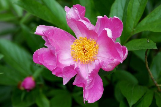 Single bright pink peony bloom with yellow stamen