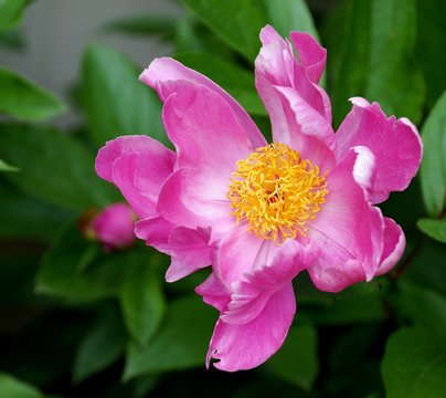 Single bright pink peony bloom with yellow stamen