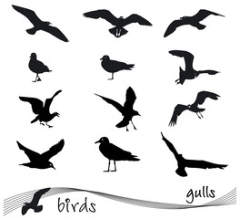 Fototapeta premium Vector collection of silhouettes of gulls