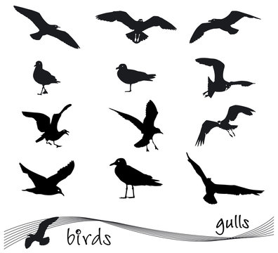 Vector collection of silhouettes of gulls