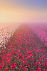 Sunrise and fog over rows of blooming tulips, The Netherlands