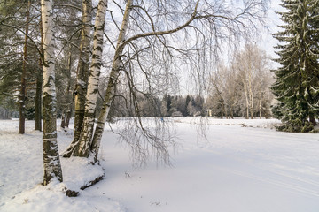 Winter trees in the park
