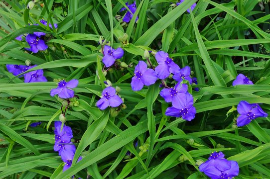 Purple blue spiderwort tradescantia flowers (trillium)