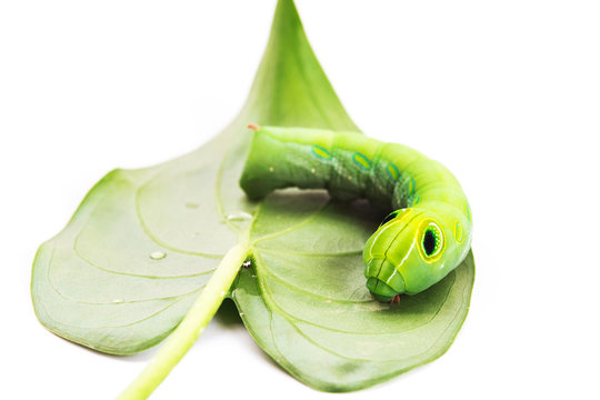 Green worm with leaves isolated on white