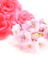 cherry blossom and camellia