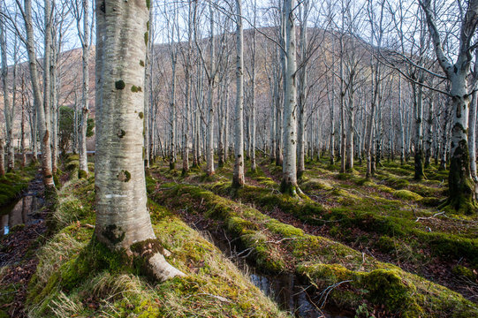 Fototapeta planted forest of birch trees 