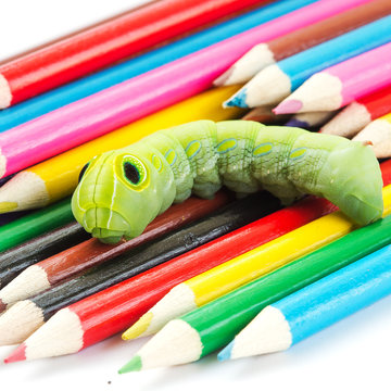 Green worm on crayons
